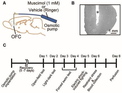 Chronic Inactivation of the Orbitofrontal Cortex Increases Anxiety-Like Behavior and Impulsive Aggression, but Decreases Depression-Like Behavior in Rats
